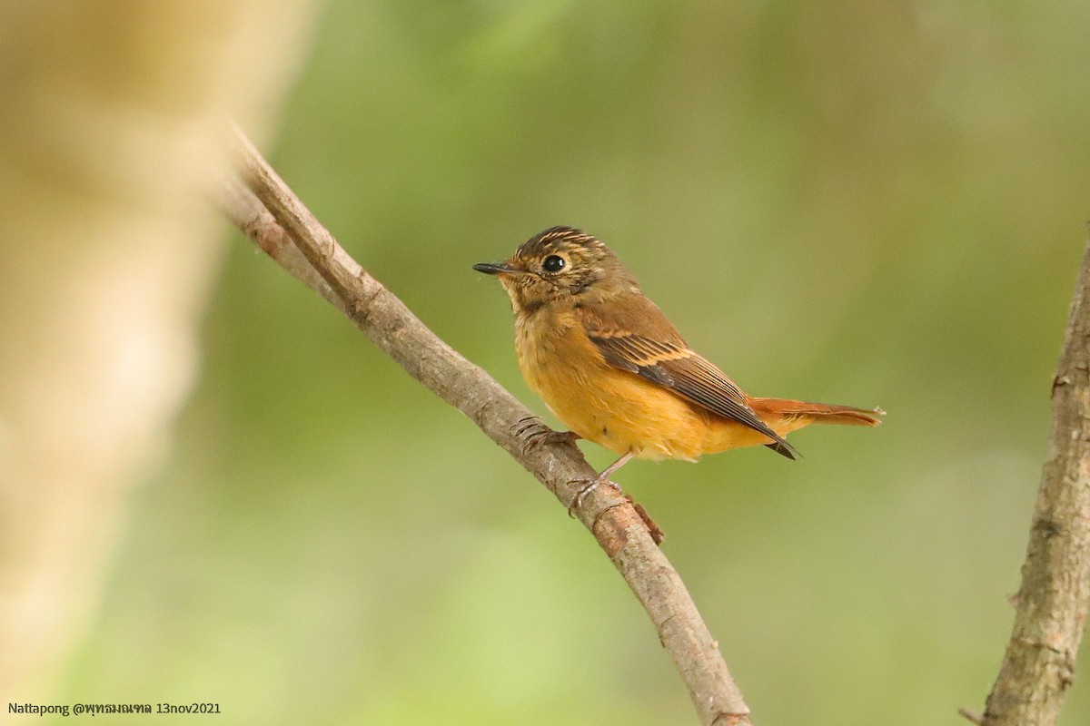 Ferruginous Flycatcher - ML387663451