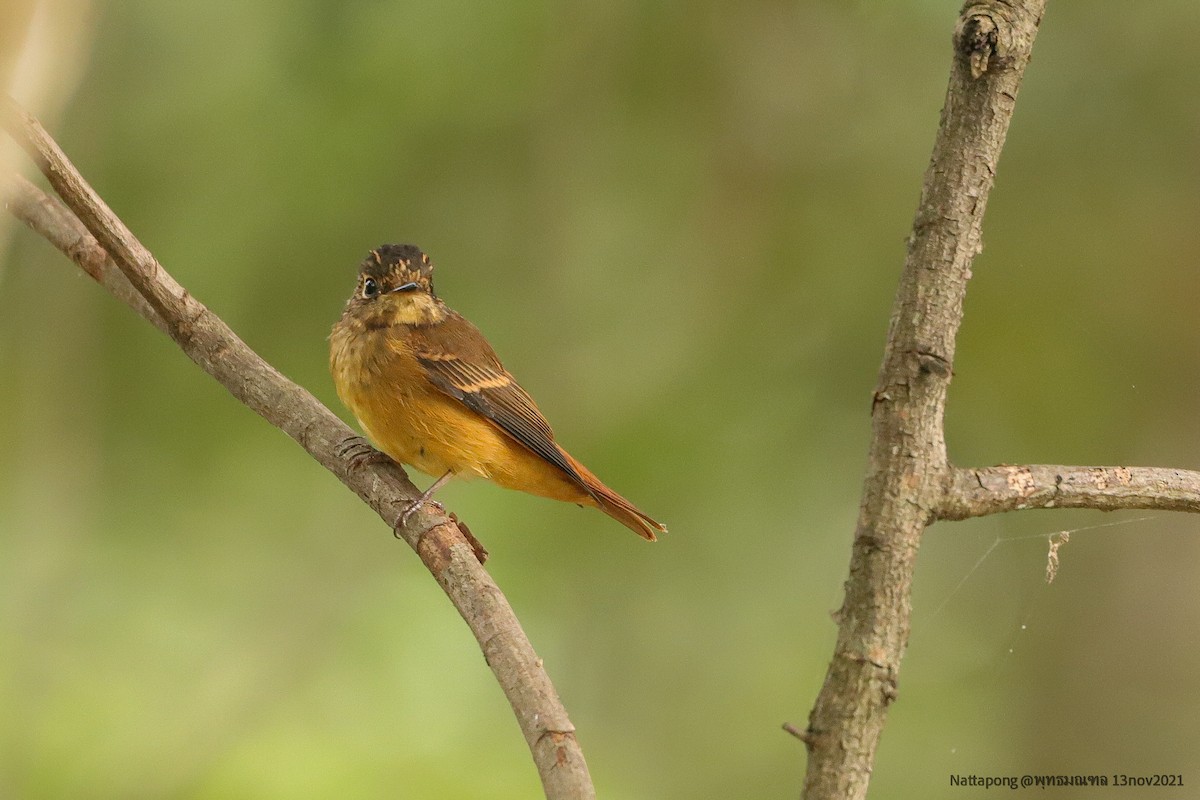 Ferruginous Flycatcher - Nattapong Banhomglin