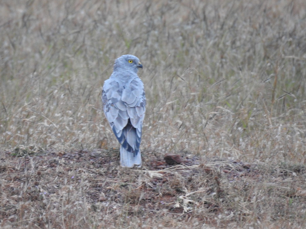 Хээрийн хулд - ML387663561