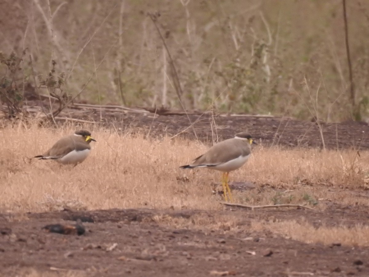 Yellow-wattled Lapwing - ML387663661