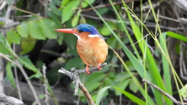 Malachite Kingfisher - ML387664081