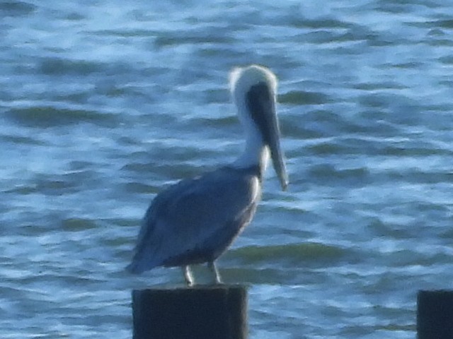 Brown Pelican - ML387664191