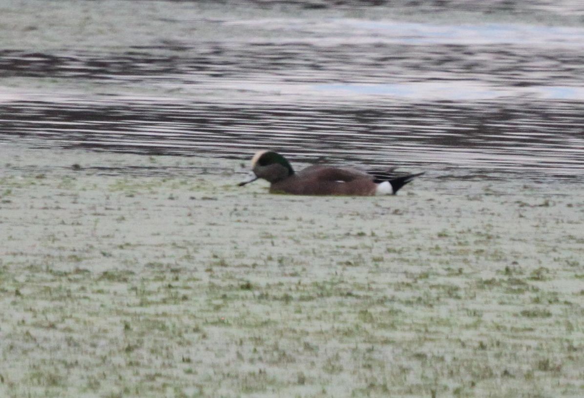 American Wigeon - ML387664541