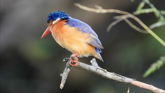 Malachite Kingfisher - ML387664621