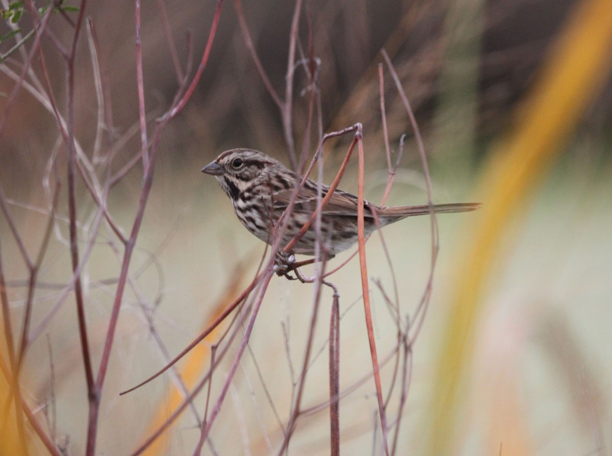 Song Sparrow - ML387664631