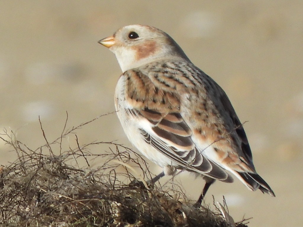 Snow Bunting - ML387664771