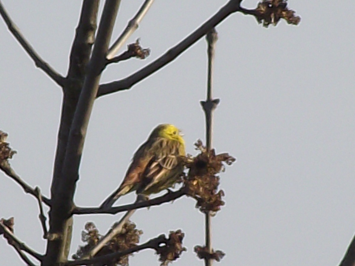 Goldammer - ML387666471