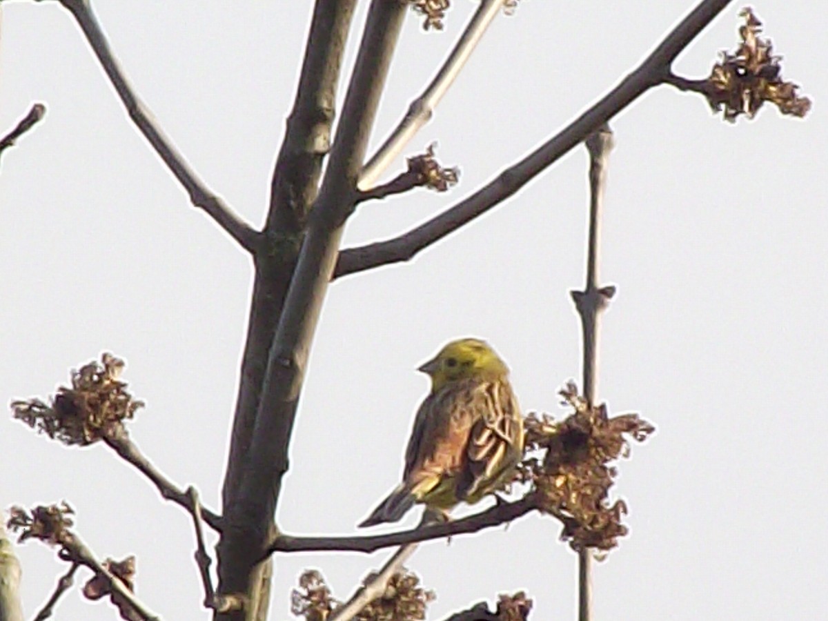 Goldammer - ML387666501