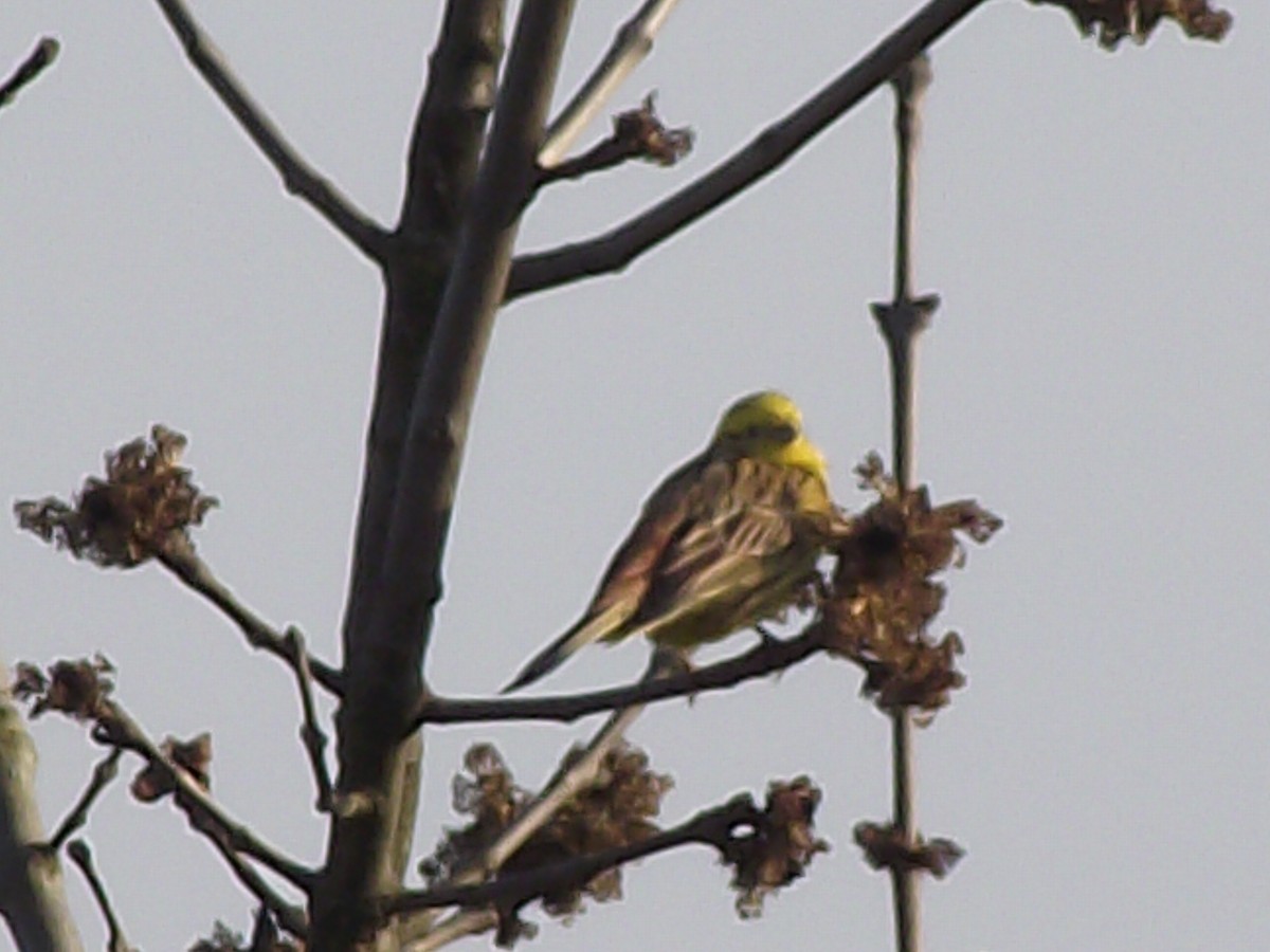 Goldammer - ML387666511