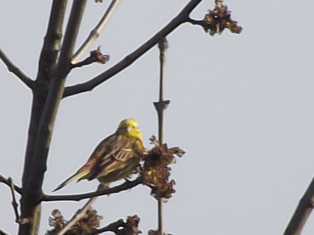 Goldammer - ML387666531