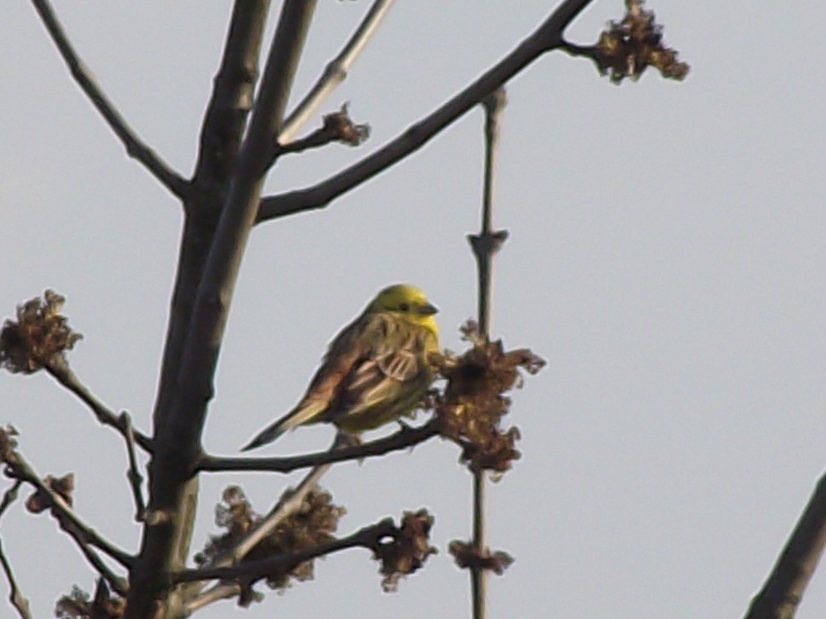 Goldammer - ML387666541