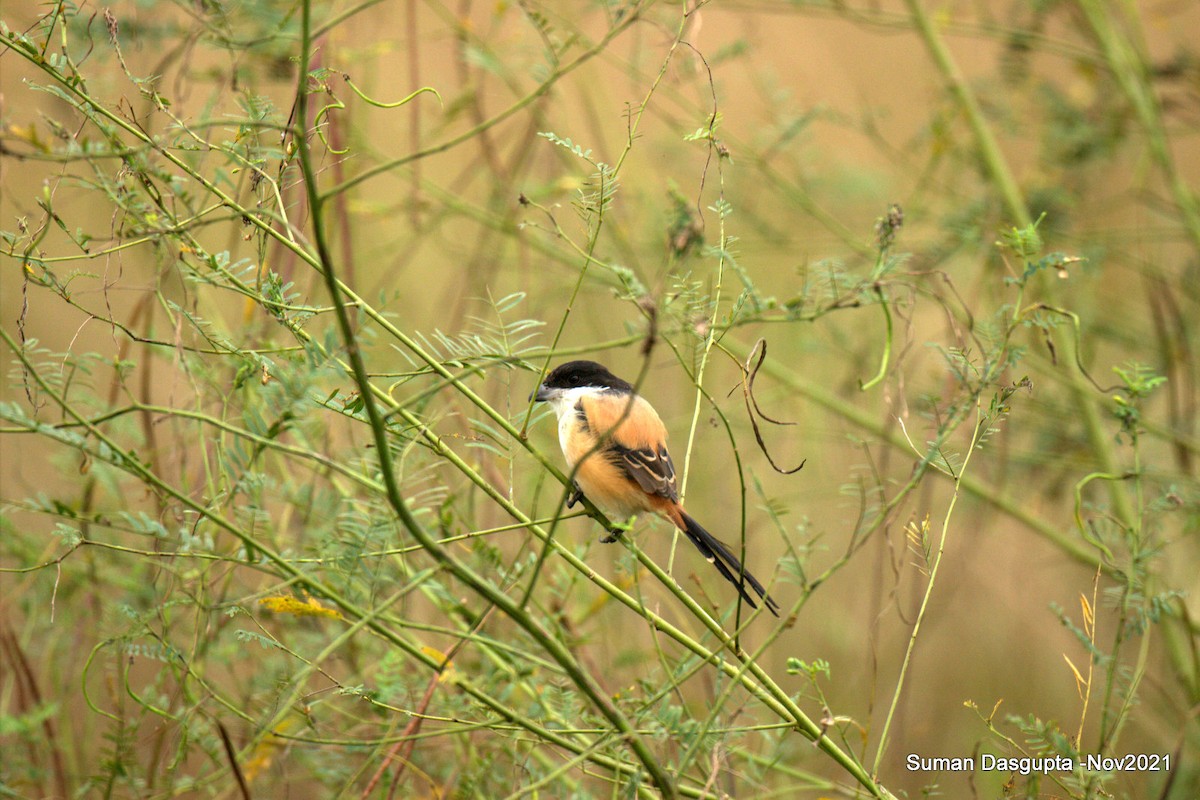 Long-tailed Shrike - ML387667881