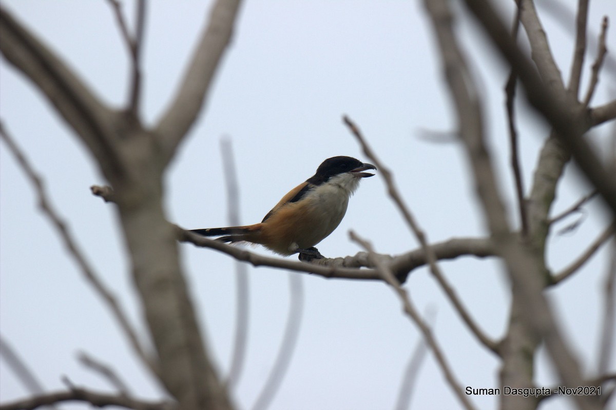 Long-tailed Shrike - ML387667891