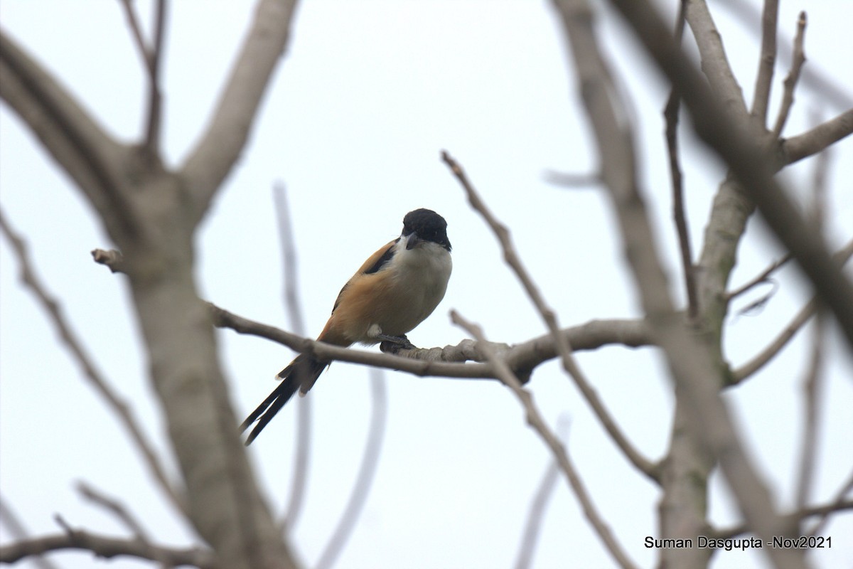 Long-tailed Shrike - ML387667901