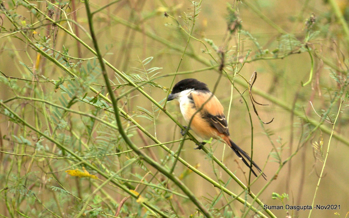 Long-tailed Shrike - ML387667911