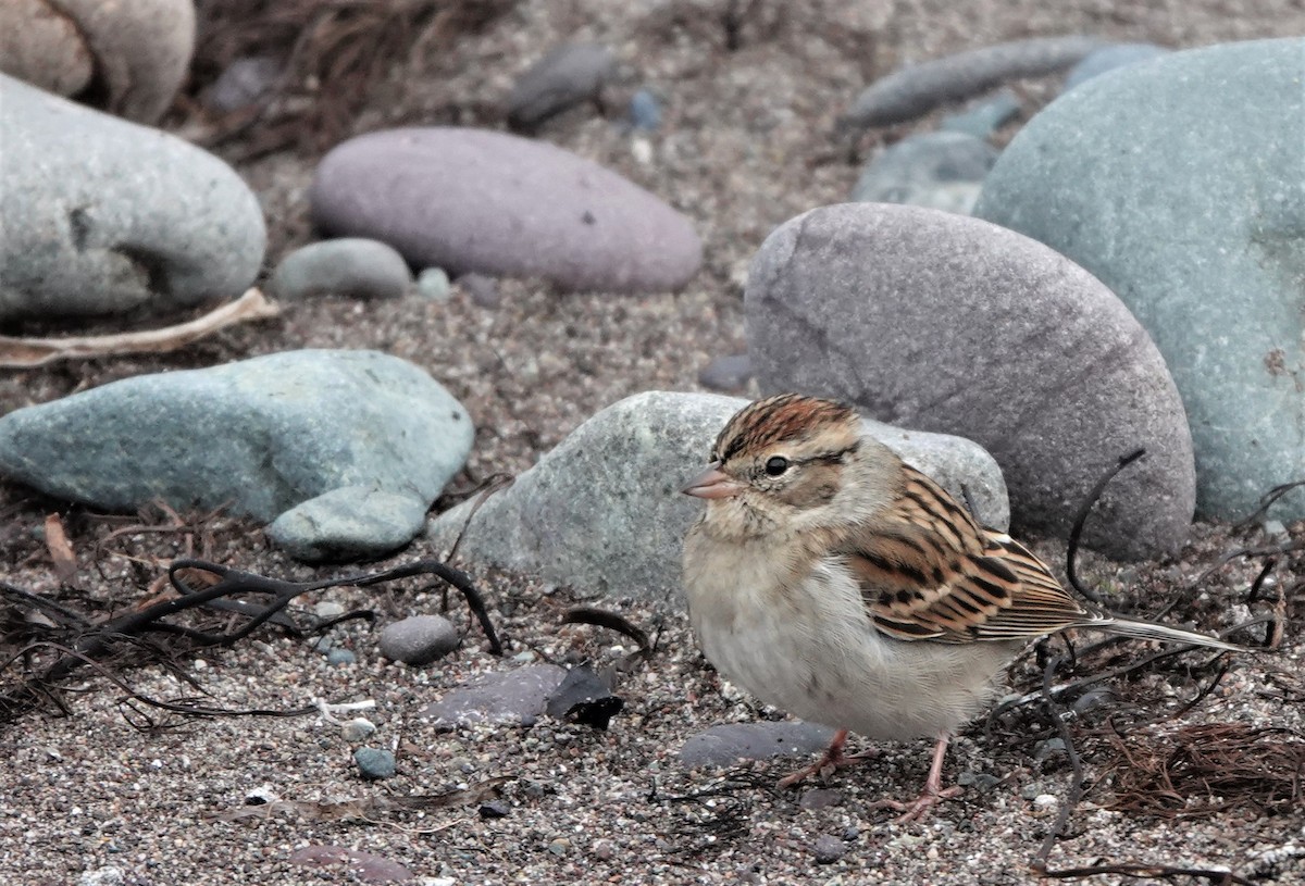 Chipping Sparrow - ML387668381