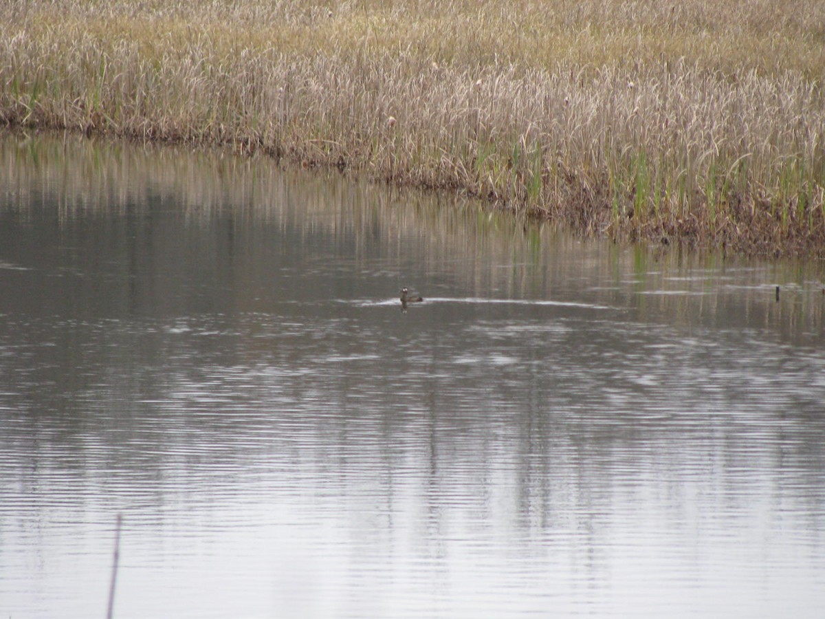 Surf Scoter - ML38766861