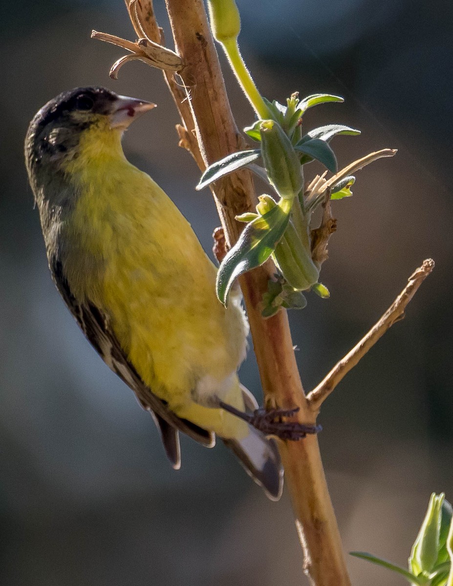 Lesser Goldfinch - Chris Tosdevin