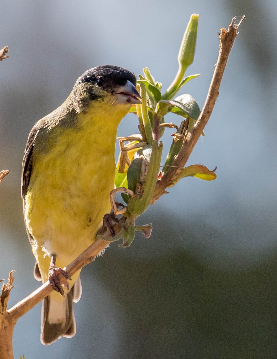 Lesser Goldfinch - Chris Tosdevin