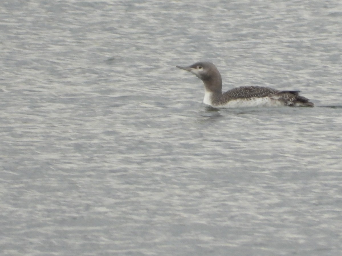 Red-throated Loon - ML387676521