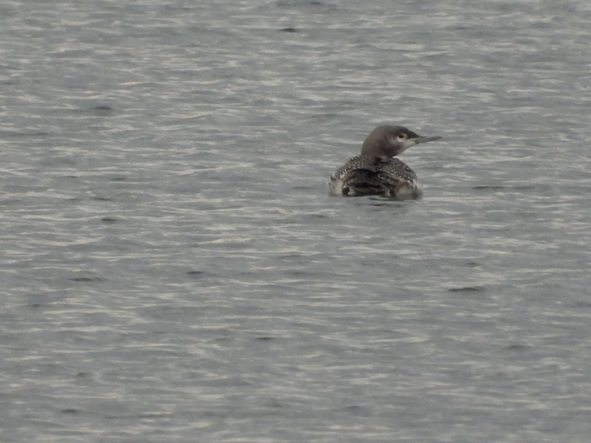Red-throated Loon - ML387676551