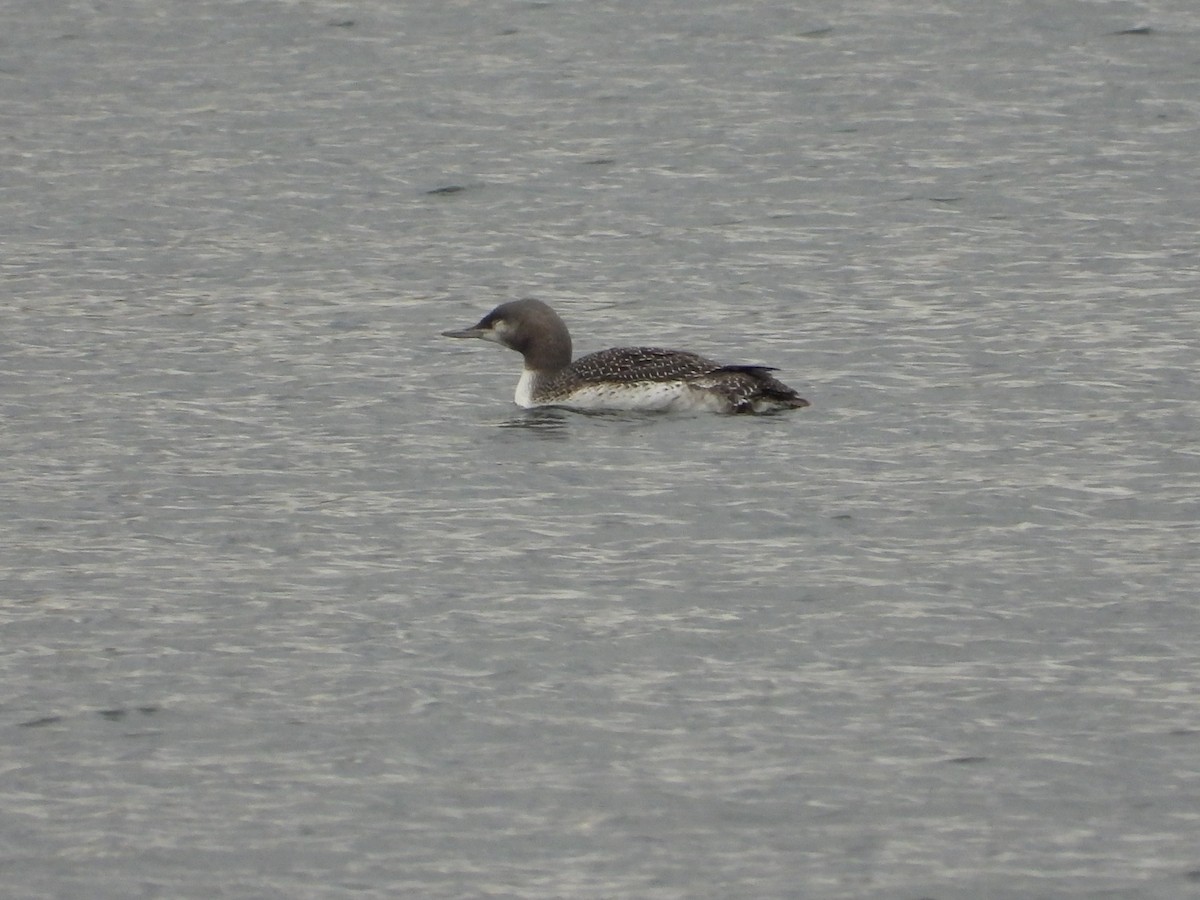 Red-throated Loon - Martine Parent