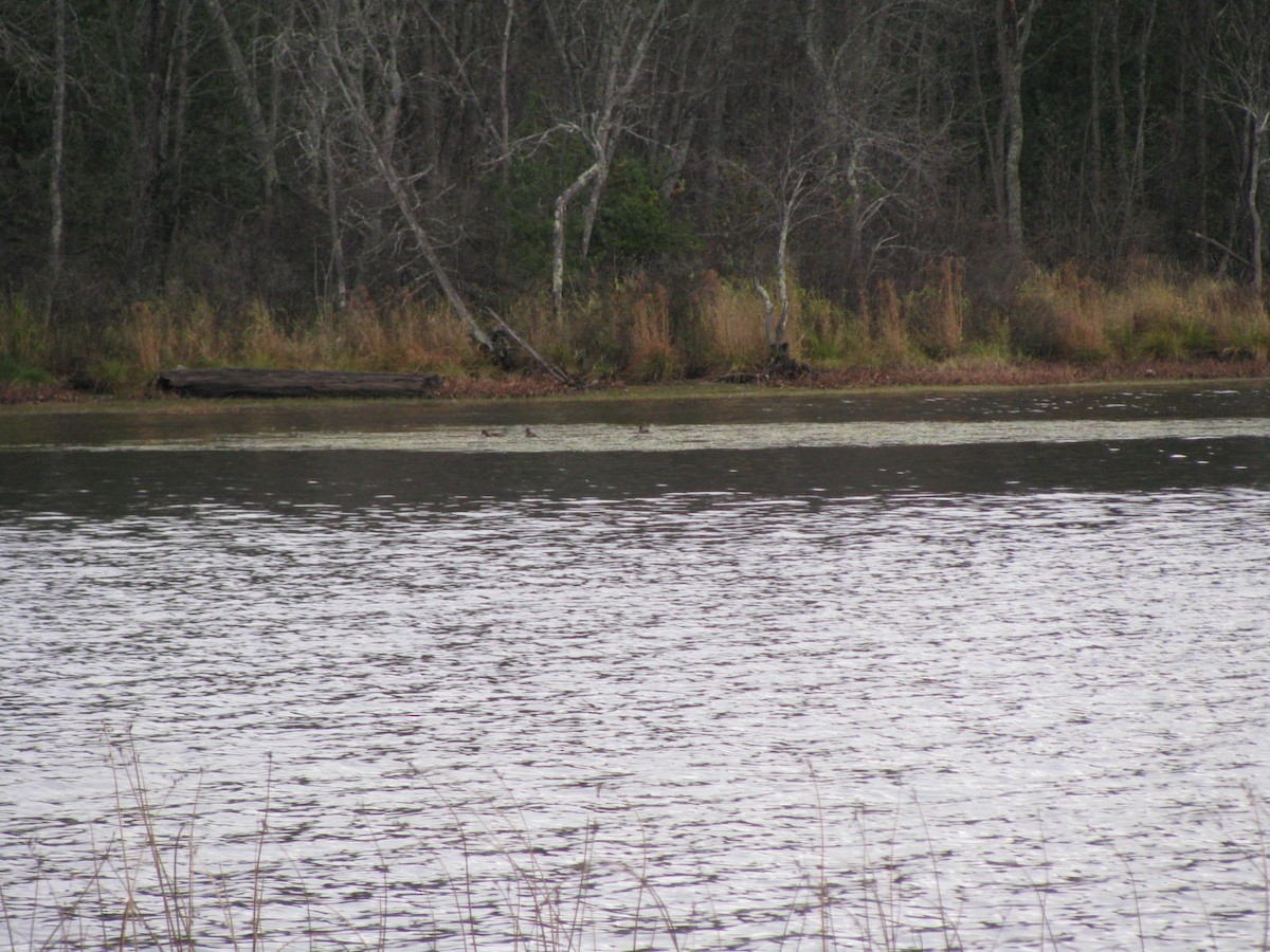 Greater Scaup - ML38767951