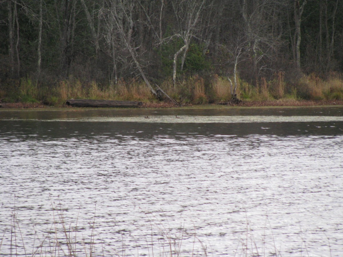 Greater Scaup - ML38767991