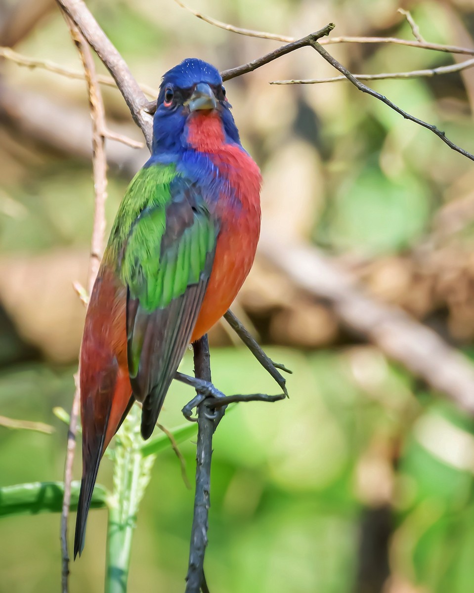 Painted Bunting - ML387680141