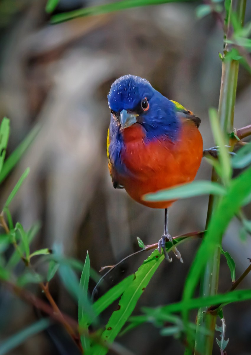 Painted Bunting - ML387680161