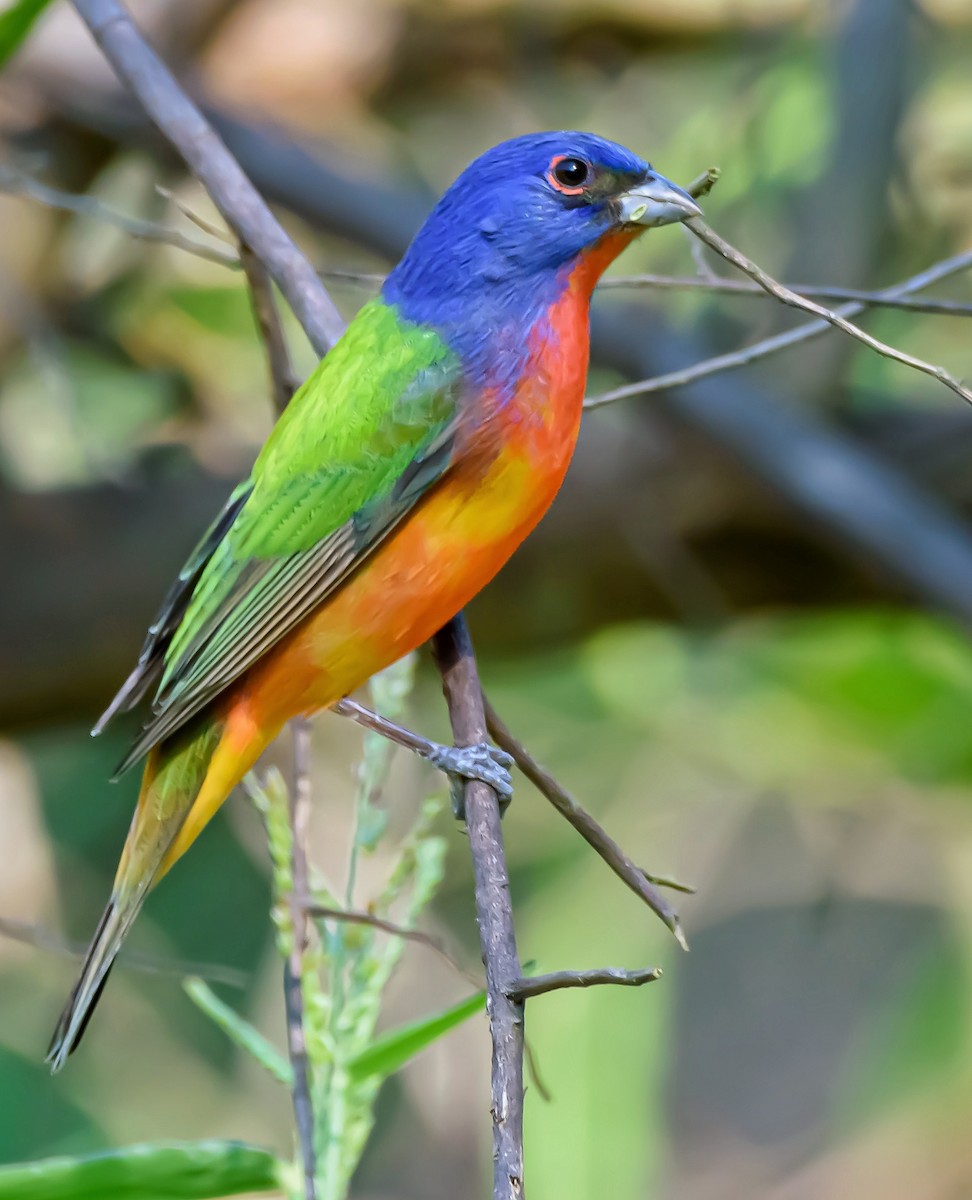 Painted Bunting - ML387680171