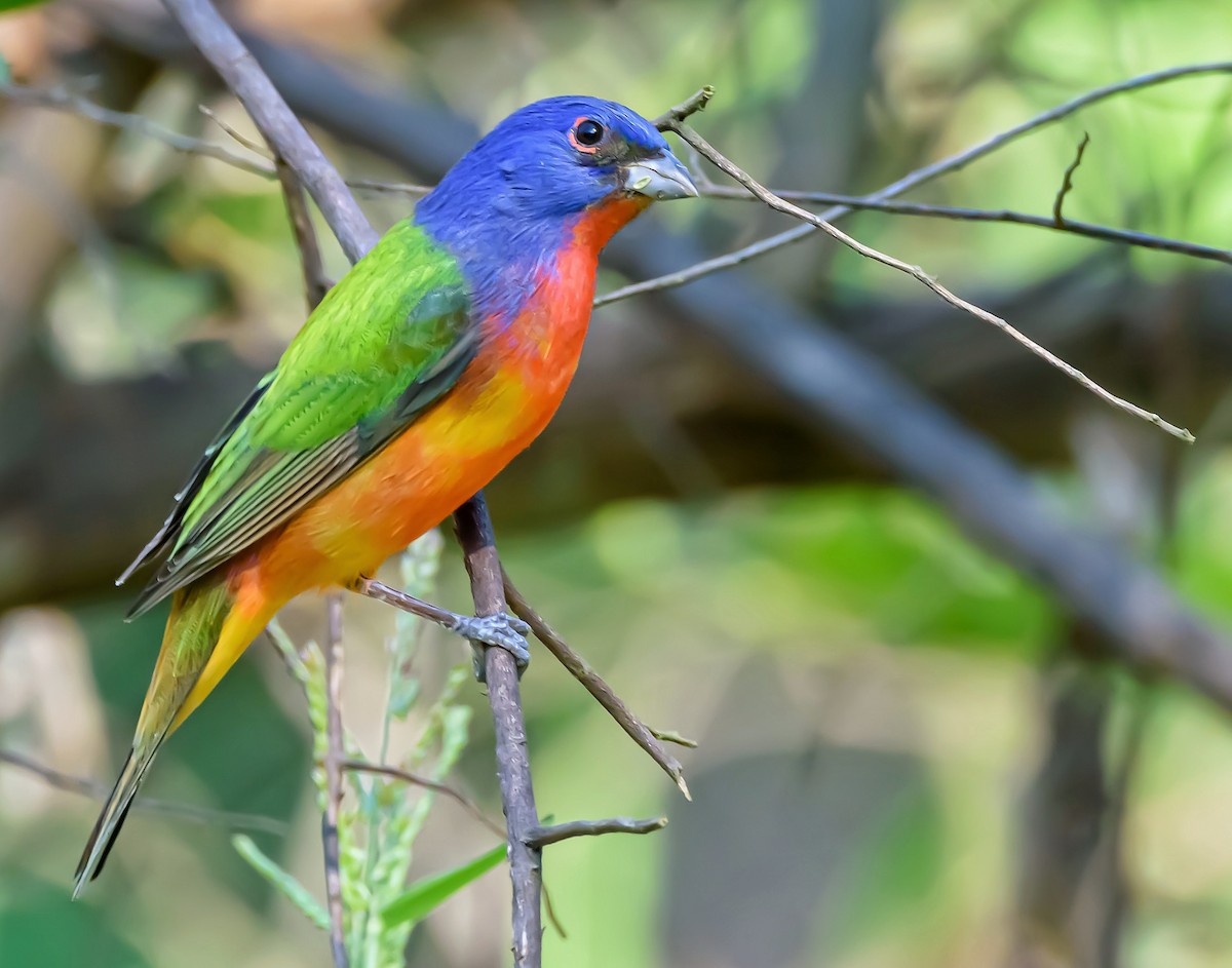 Painted Bunting - ML387680181