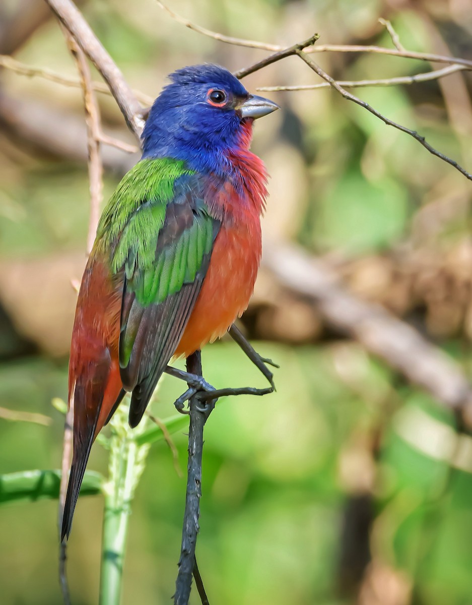 Painted Bunting - ML387680191