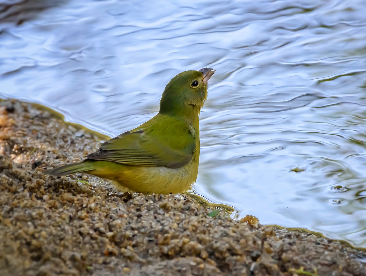 Painted Bunting - ML387680201
