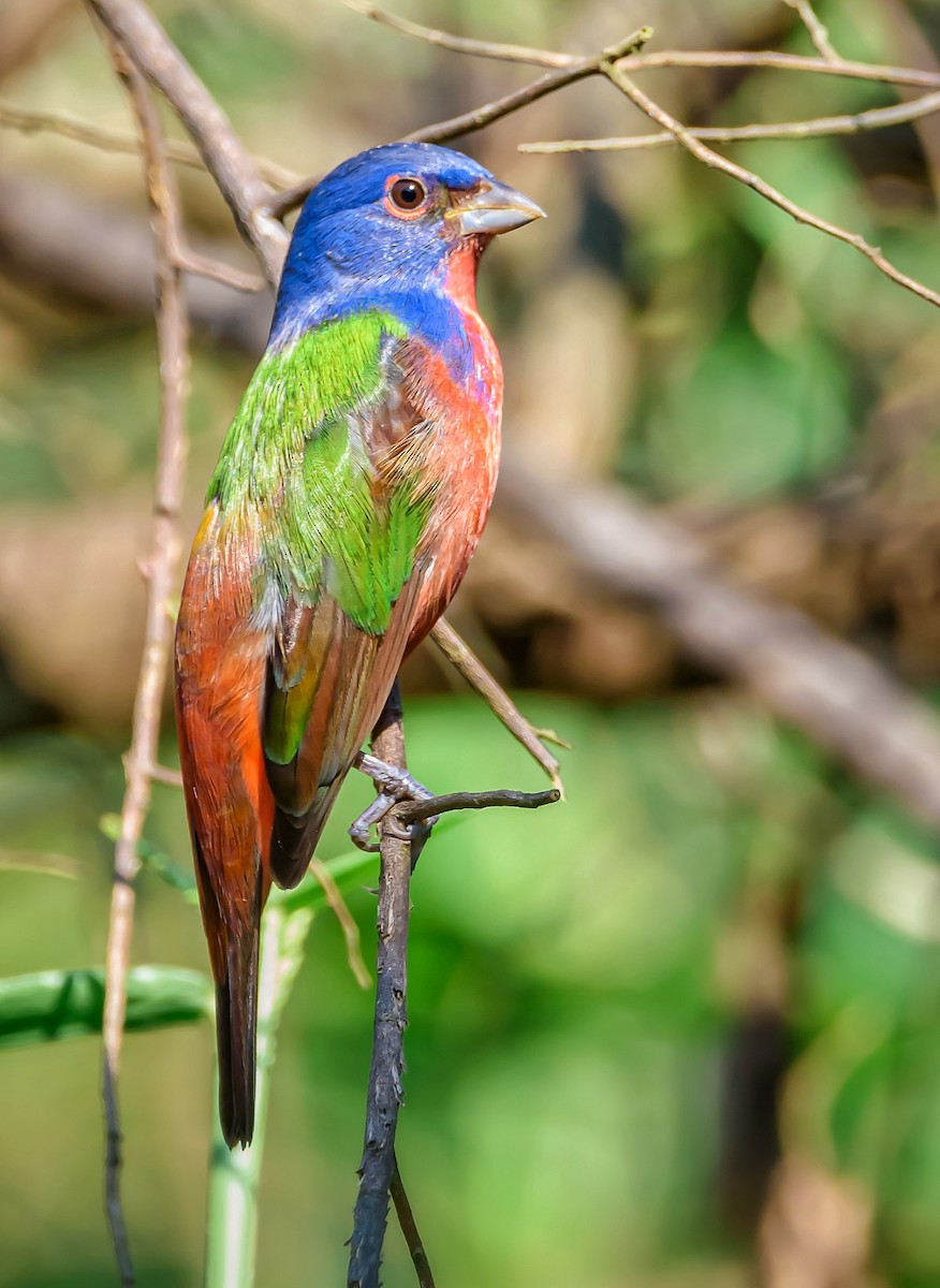 Painted Bunting - ML387680251