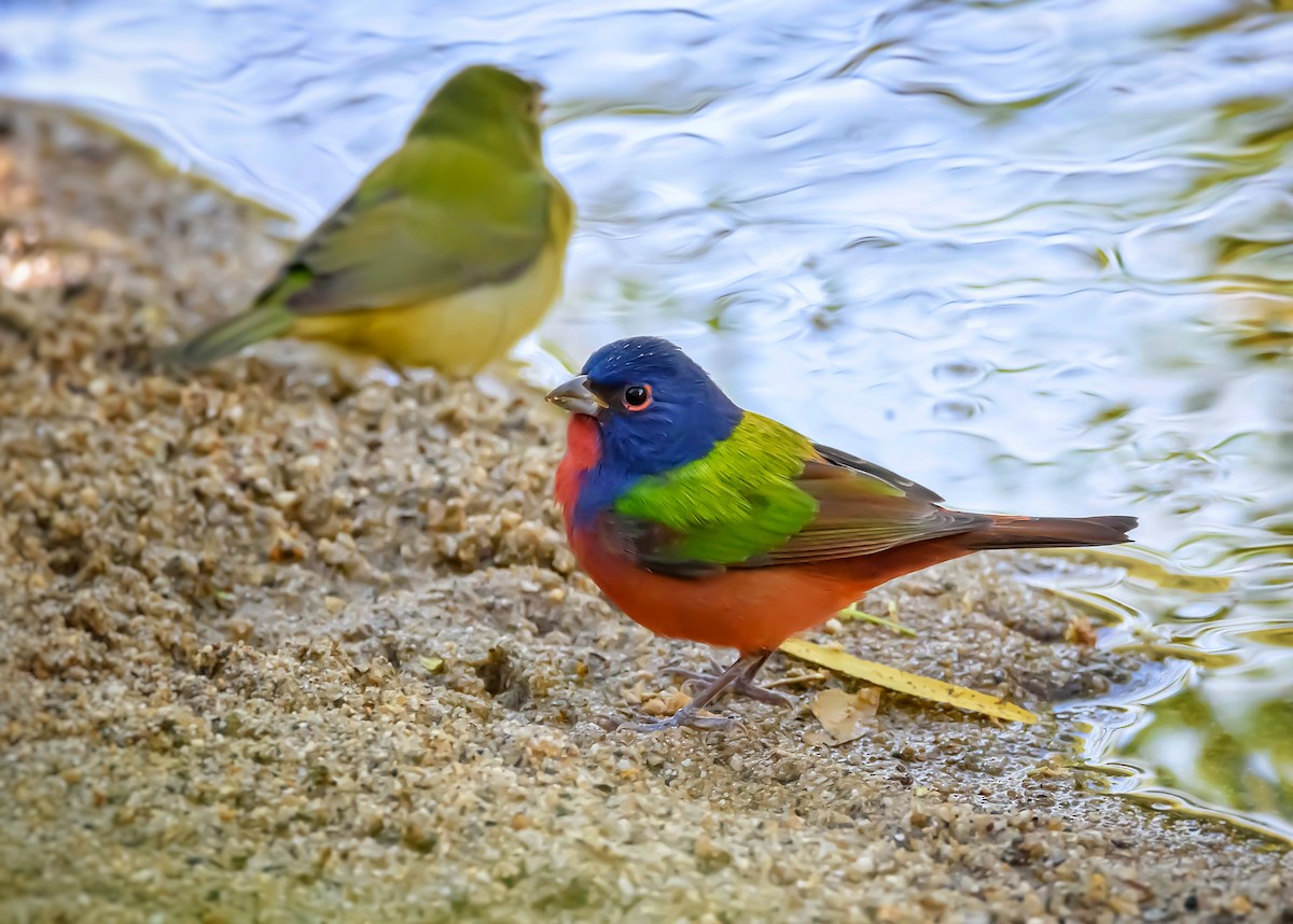 Painted Bunting - ML387680271