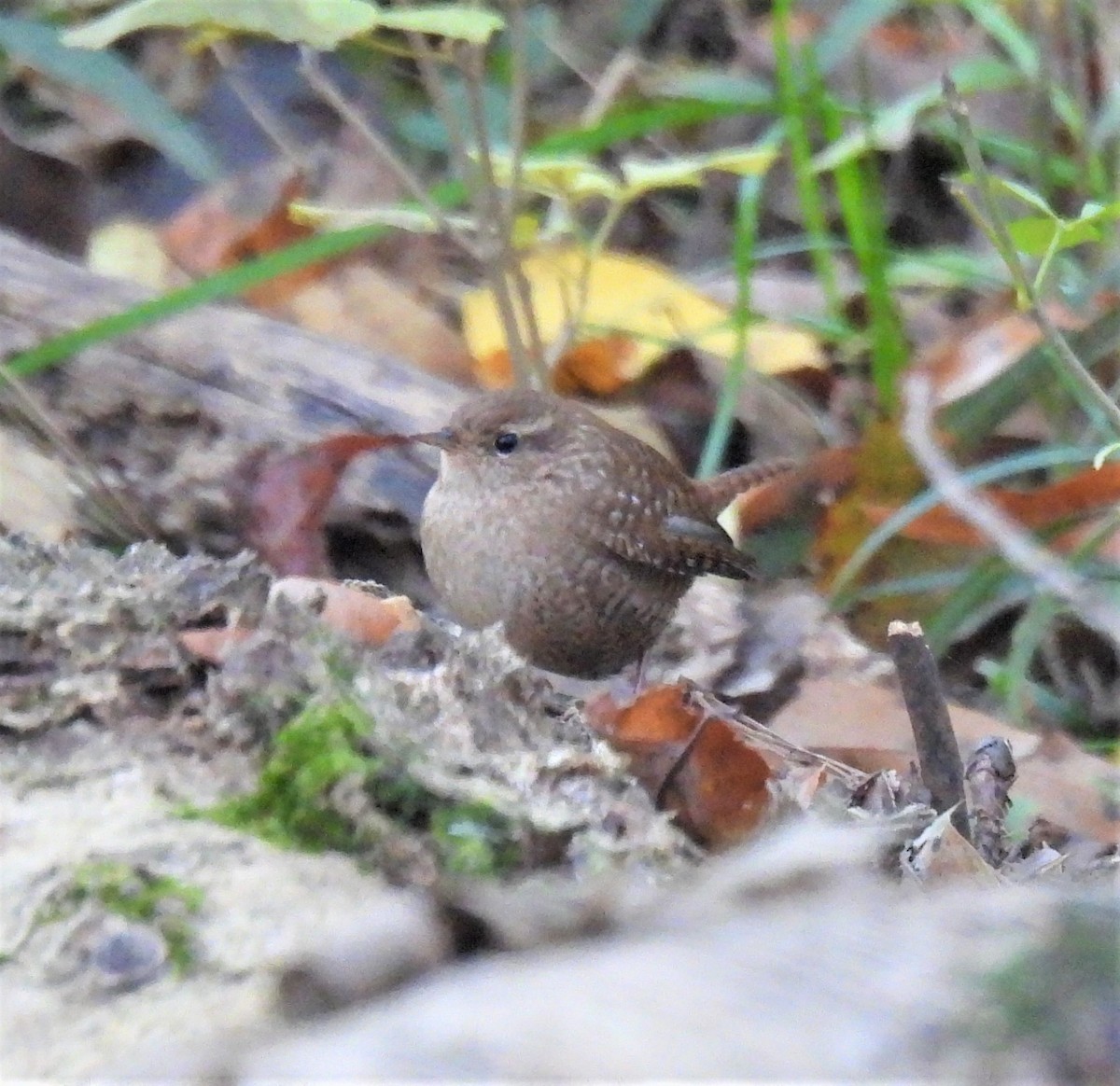 Winter Wren - ML387681031