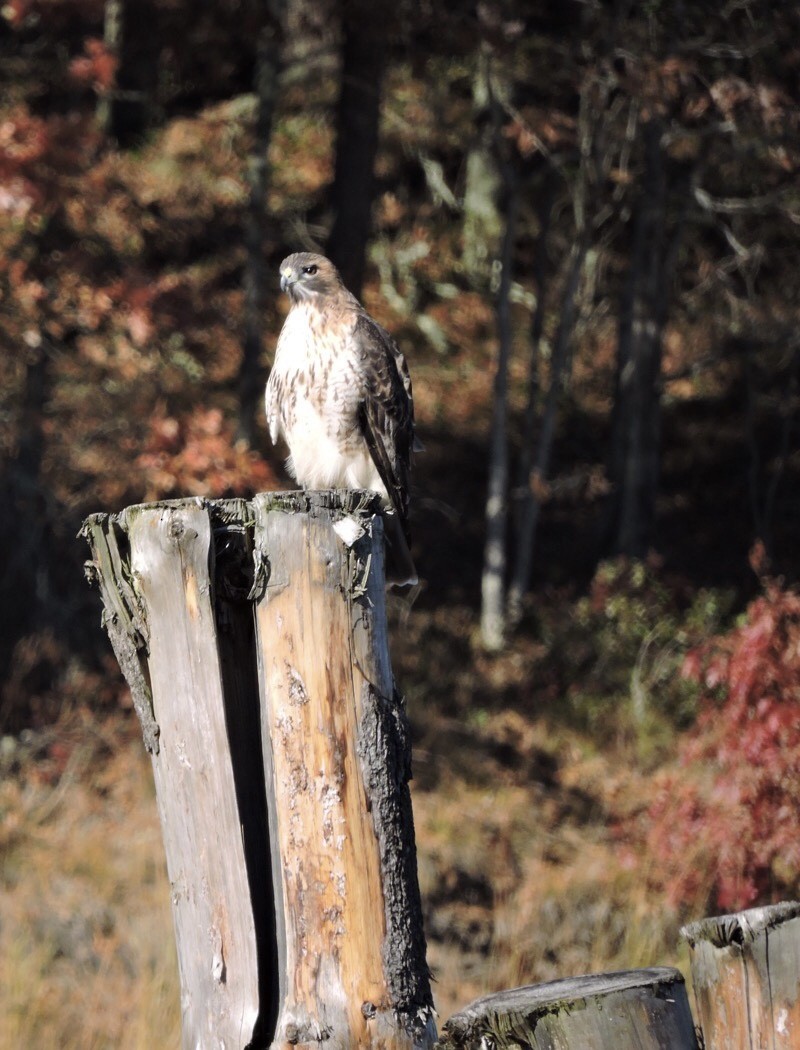 Red-tailed Hawk - ML387681161