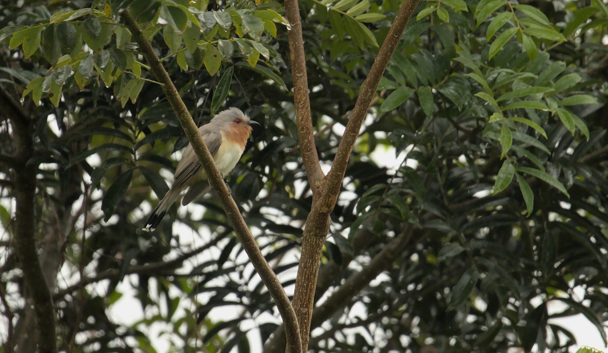 Dwarf Cuckoo - ML387681281