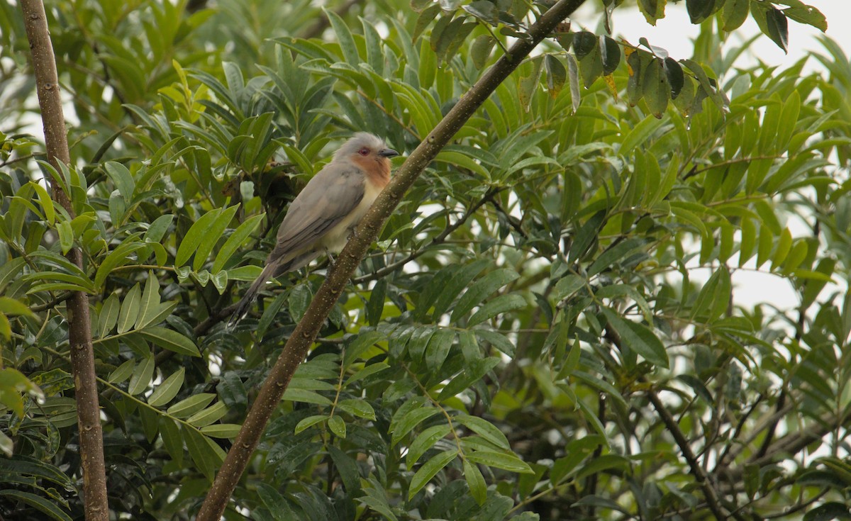 Dwarf Cuckoo - ML387681531