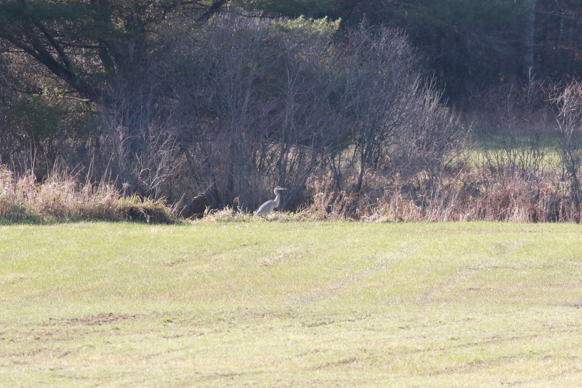 Great Blue Heron - ML387681741