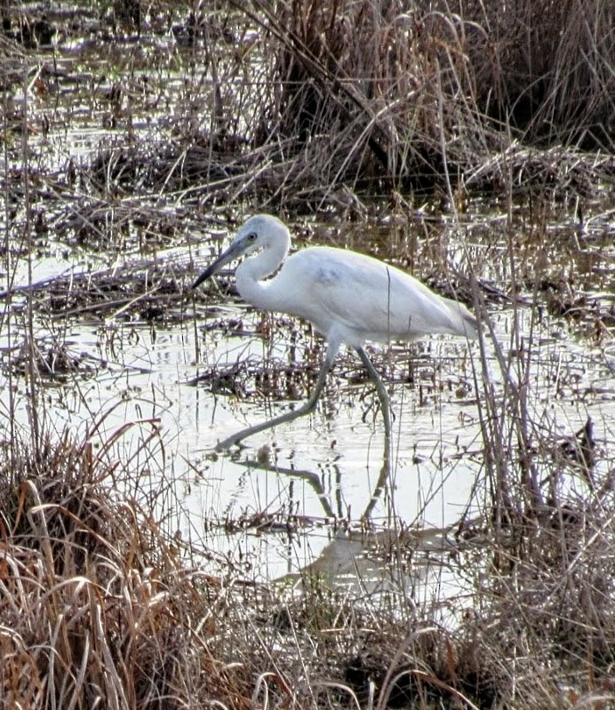 Little Blue Heron - ML387681931