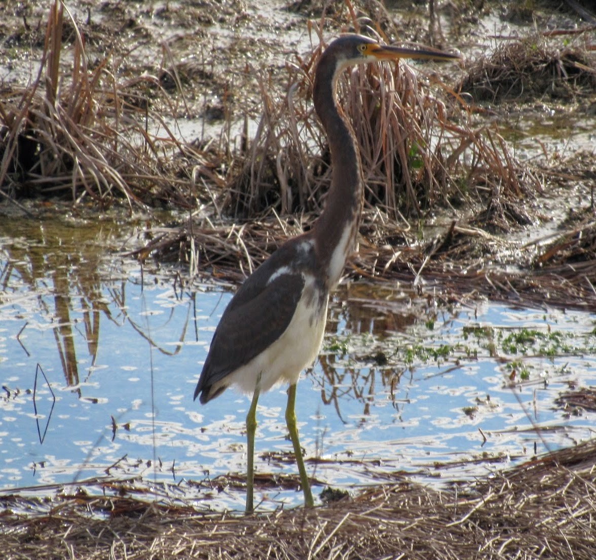 Tricolored Heron - ML387682181