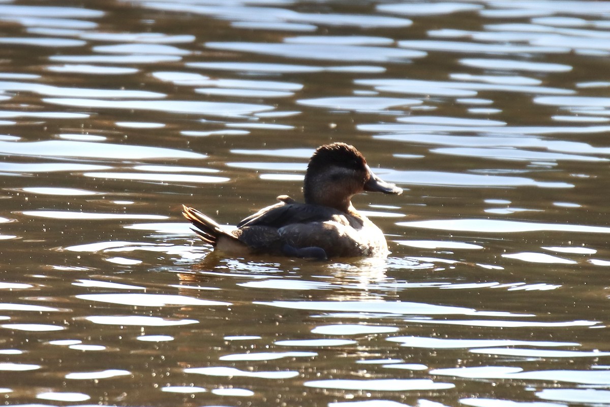 Ruddy Duck - ML387682601
