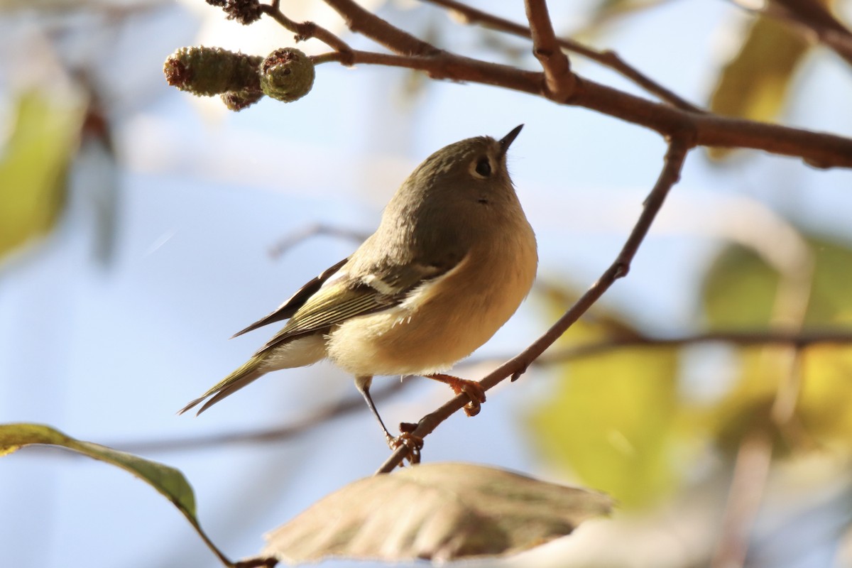 Ruby-crowned Kinglet - ML387683011