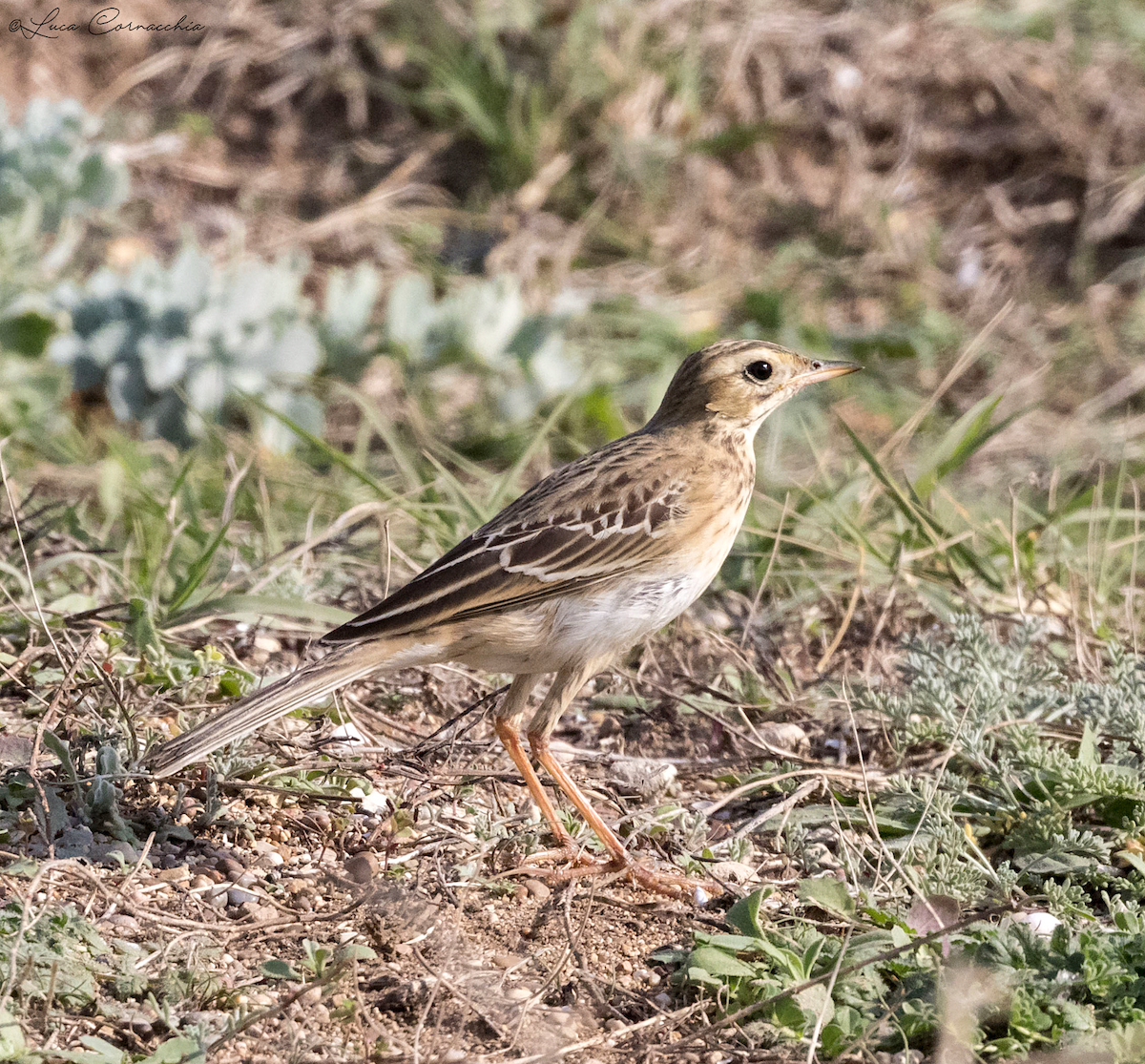 Richard's Pipit - ML387683121