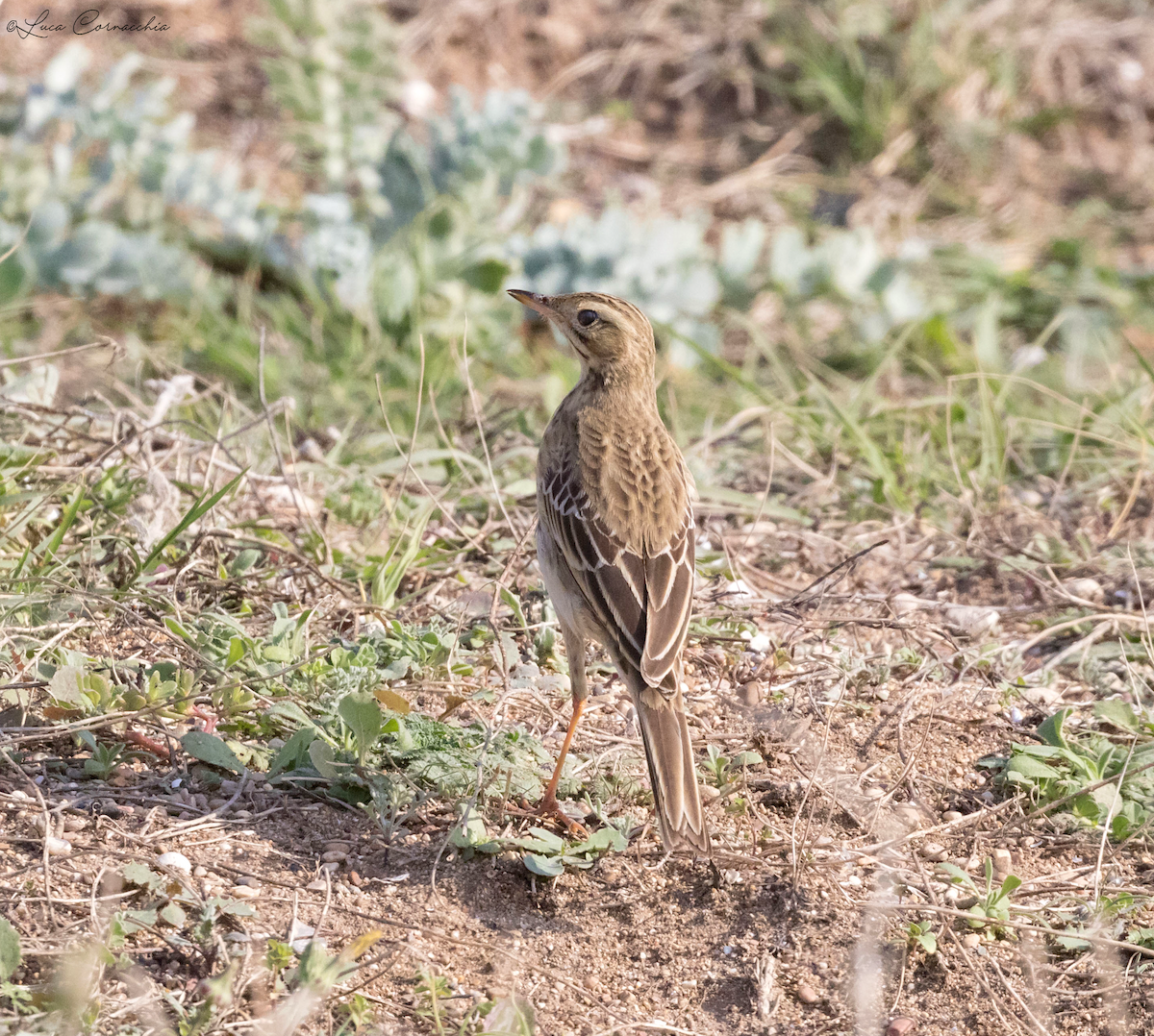 Richard's Pipit - ML387683131