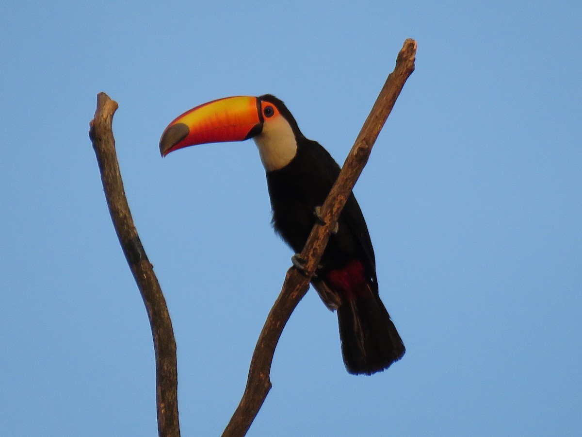 Toucan toco - ML387685851