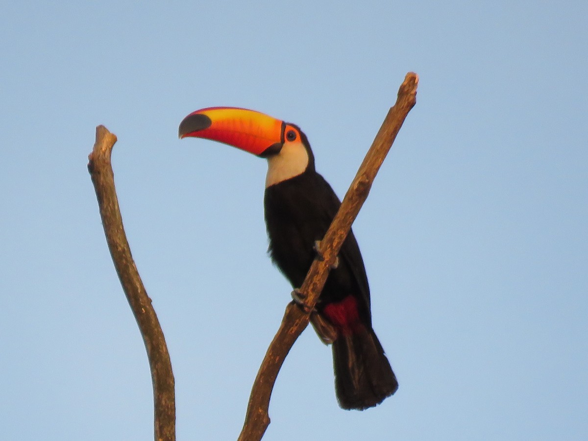 Toco Toucan - ML387685871