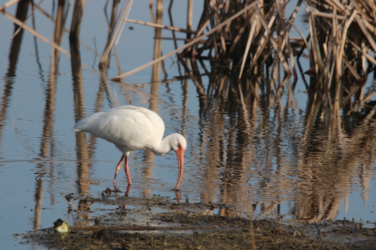 White Ibis - Louis Sharp